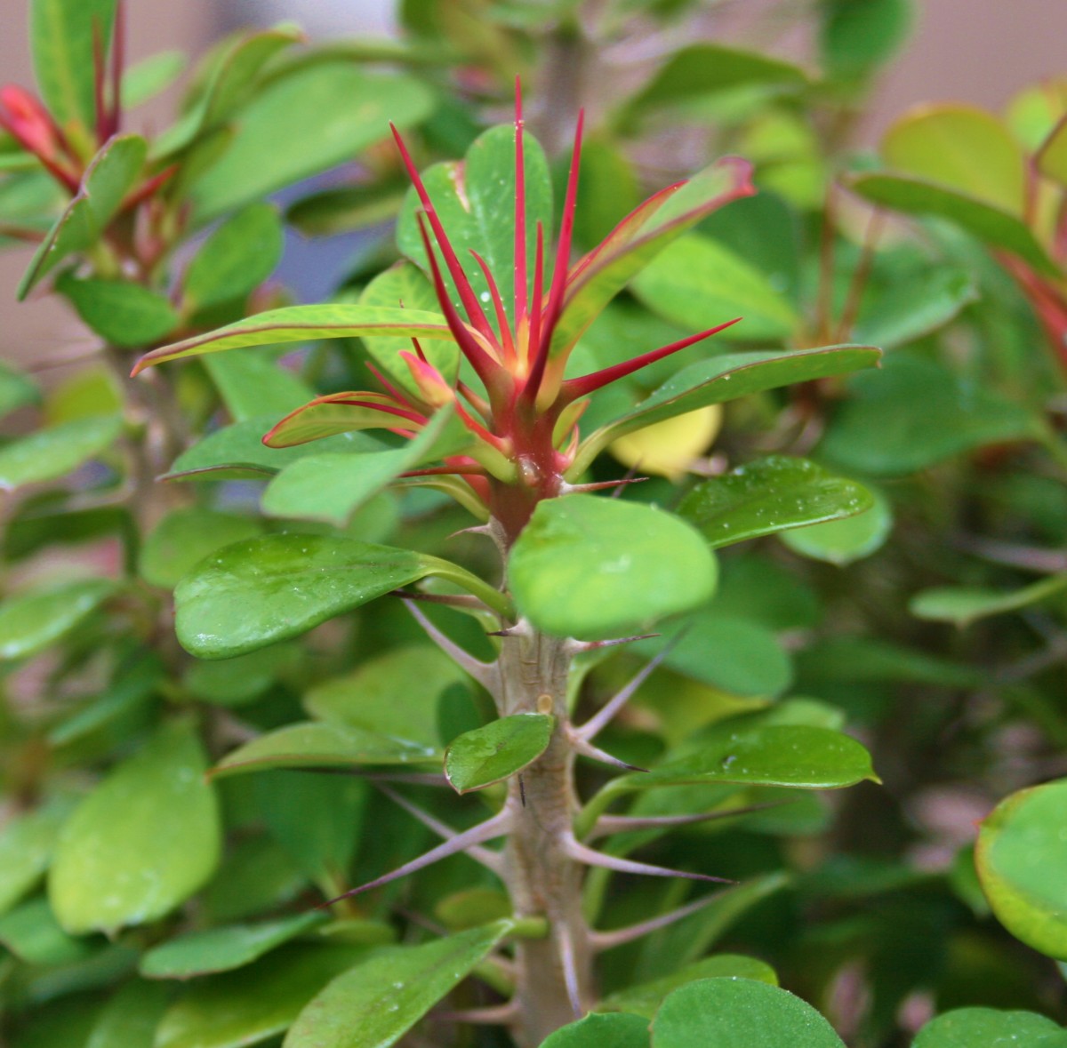 How to Grow Crown of Thorns From Cuttings Dengarden