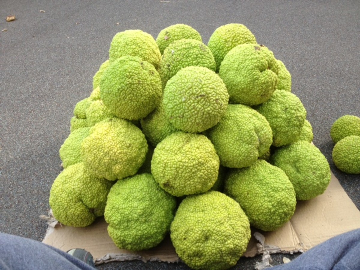 What to do with Hedge Apples Hedge Apple Christmas Trees HubPages