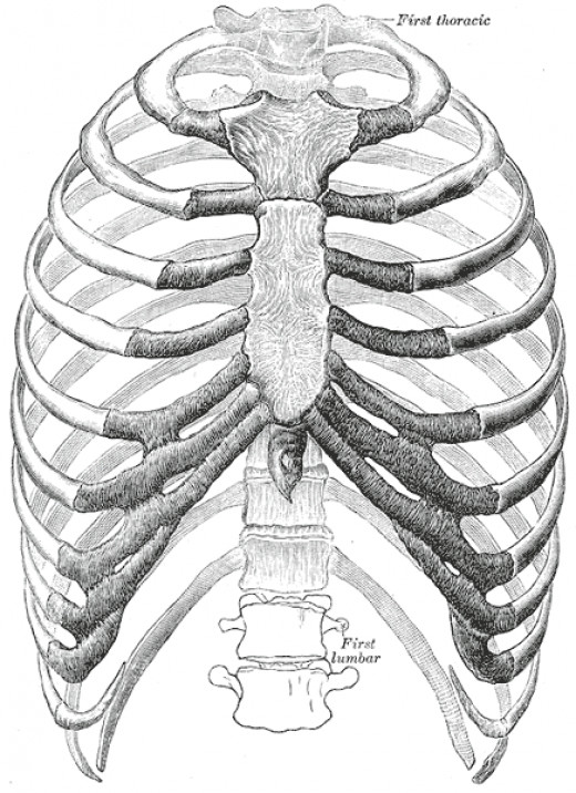 Bruised Ribs Symptoms, Causes and Remedies hubpages