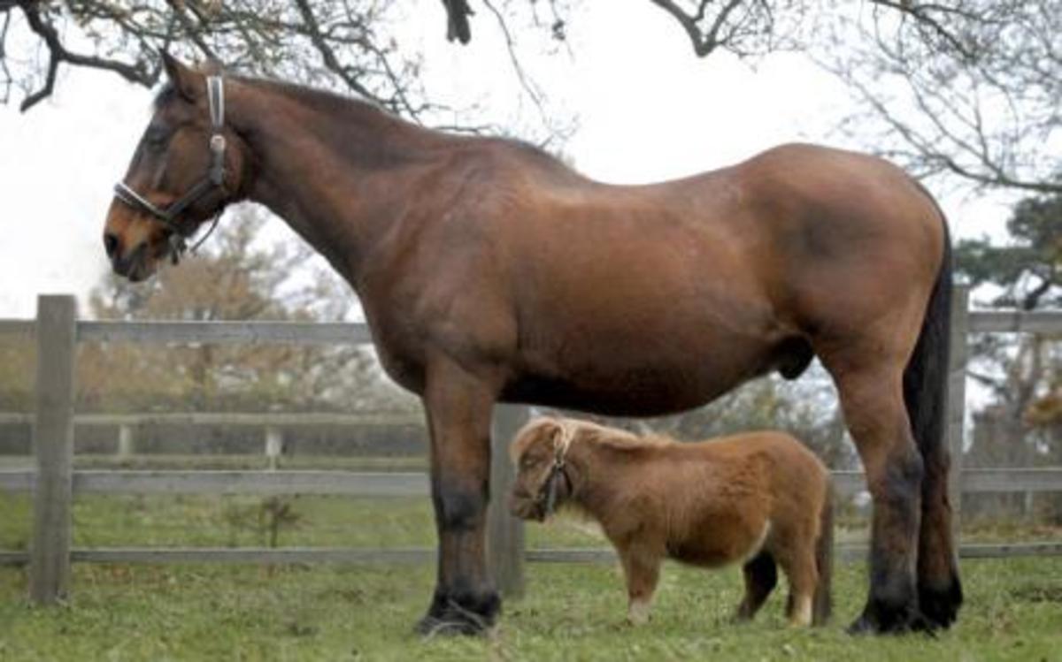 Miniature Horse vs. Pony What's the Difference? HubPages