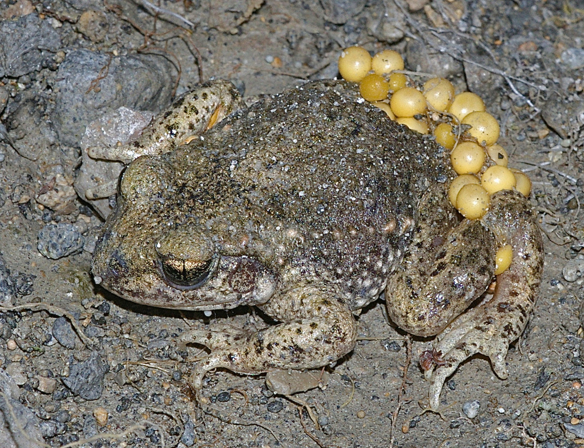 Darwin's Frog and Midwife Toad Facts, Lives, and Reproduction HubPages