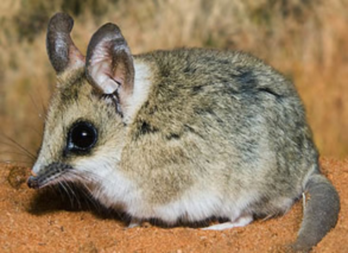 The Philippine Wildlife Rare Animals in the Philippines hubpages