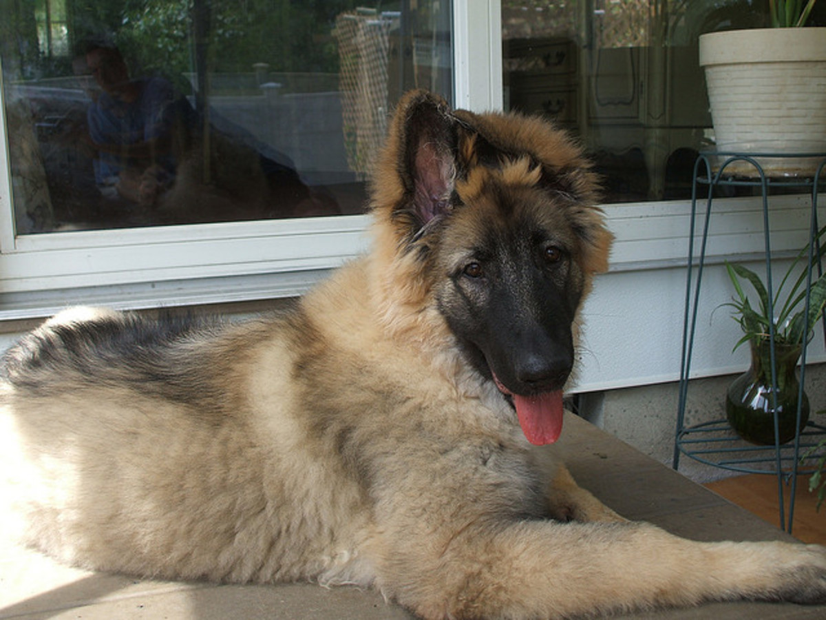 Is the Shiloh Shepherd the Best and Healthiest German Shepherd Dog