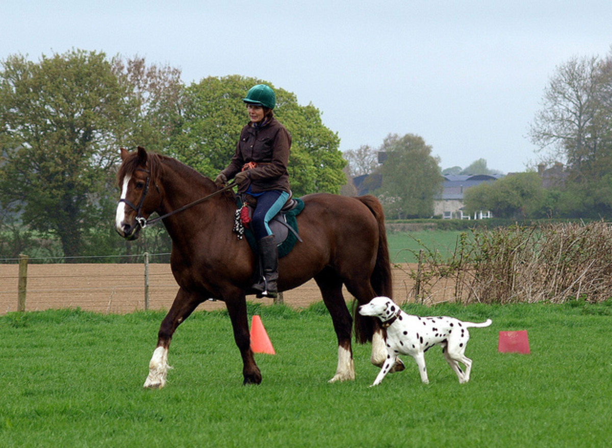 Five Good Dog Breeds That Get Along With Horses PetHelpful