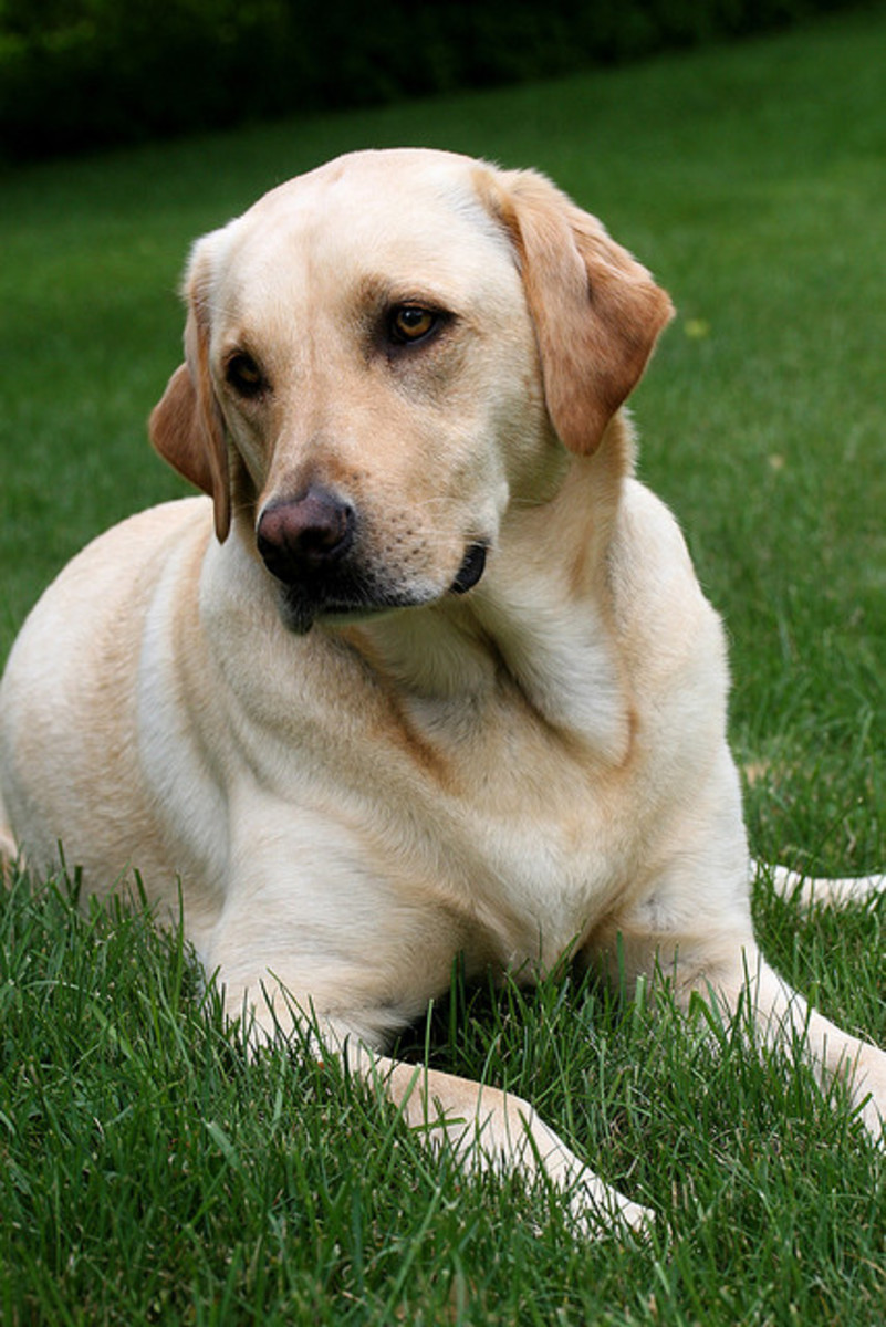 Labrador Retriever Breed Information Doggie Matchmaker PetHelpful