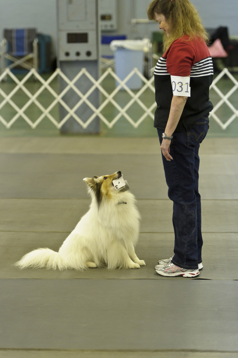 What Colors Dogs See and Why It Matters for Dog Sports