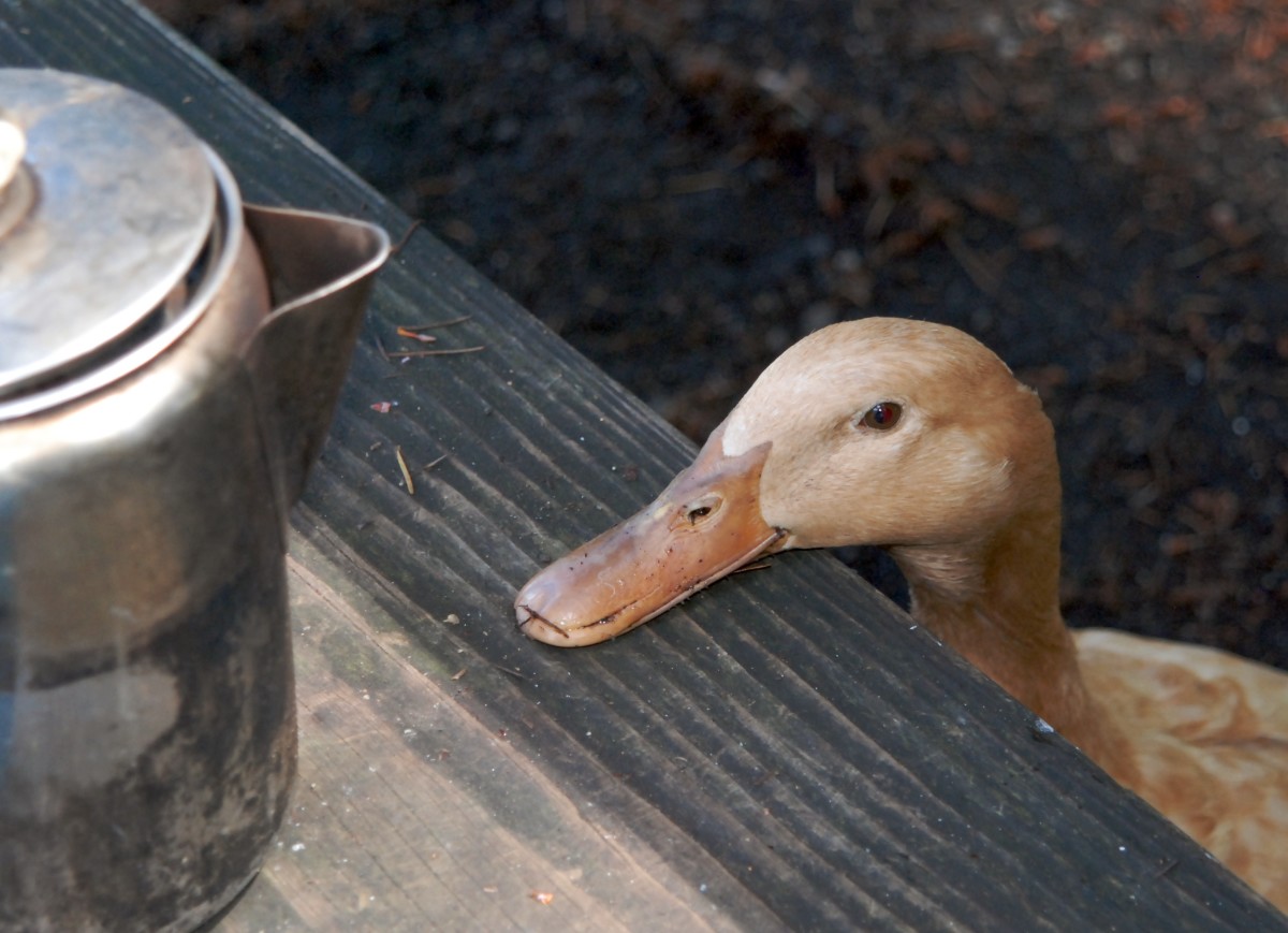 Keeping Pet Ducks Ducklings, Imprinting, and Ethical Treatment PetHelpful