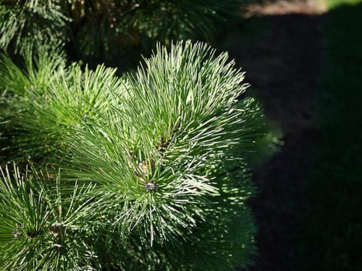 How to Grow Austrian Pine (Pinus nigra) Dengarden