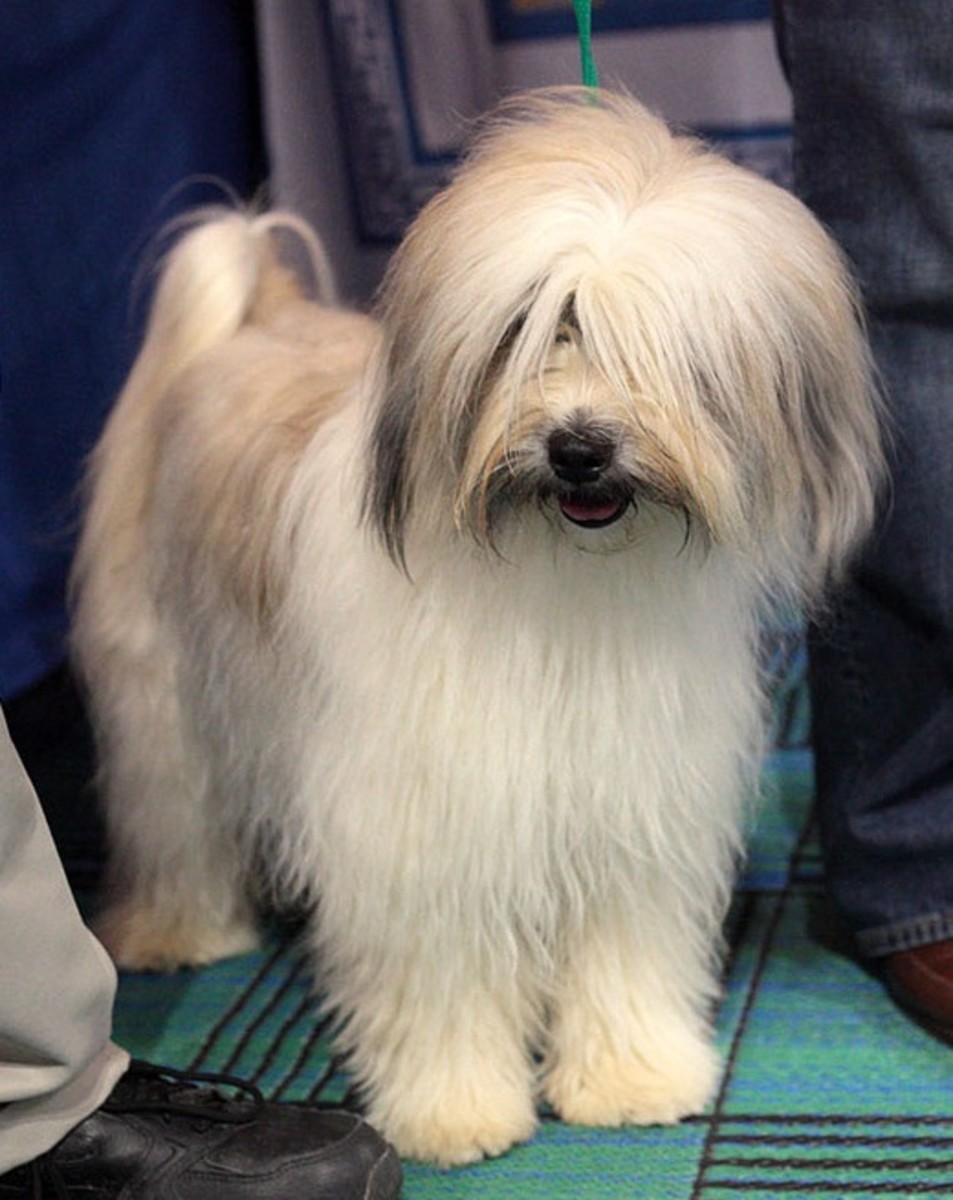 Chinese Dog Name Ideas PetHelpful