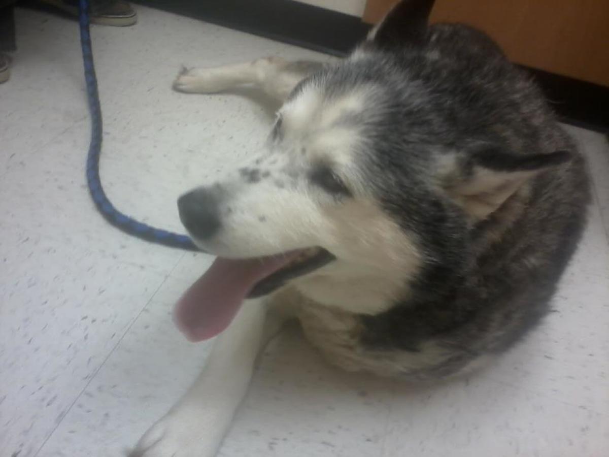 How to Take Care of and Train a New Siberian Husky Puppy PetHelpful