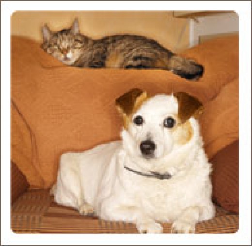 Dealing With a Jealous Pet Dog or Cat PetHelpful