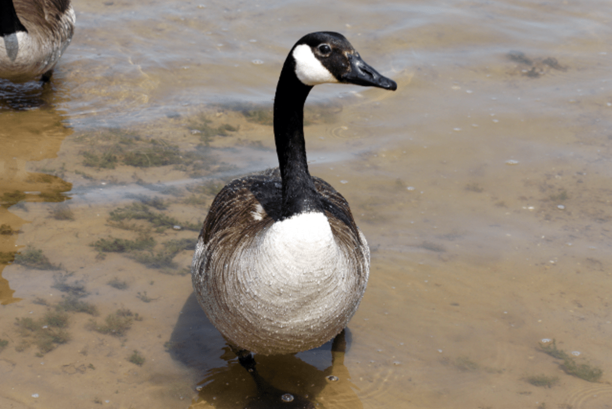 The Canada Goose Facts and Information Owlcation