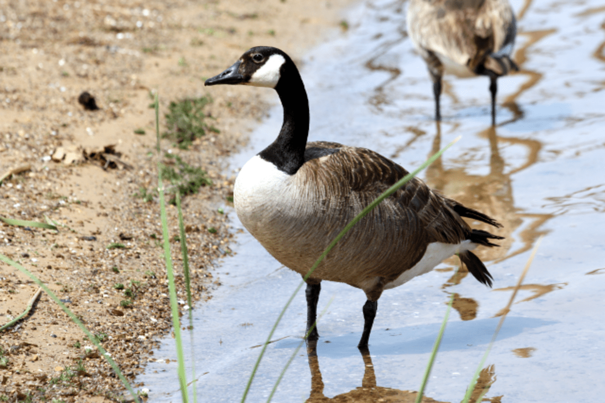 The Canada Goose Facts and Information Owlcation