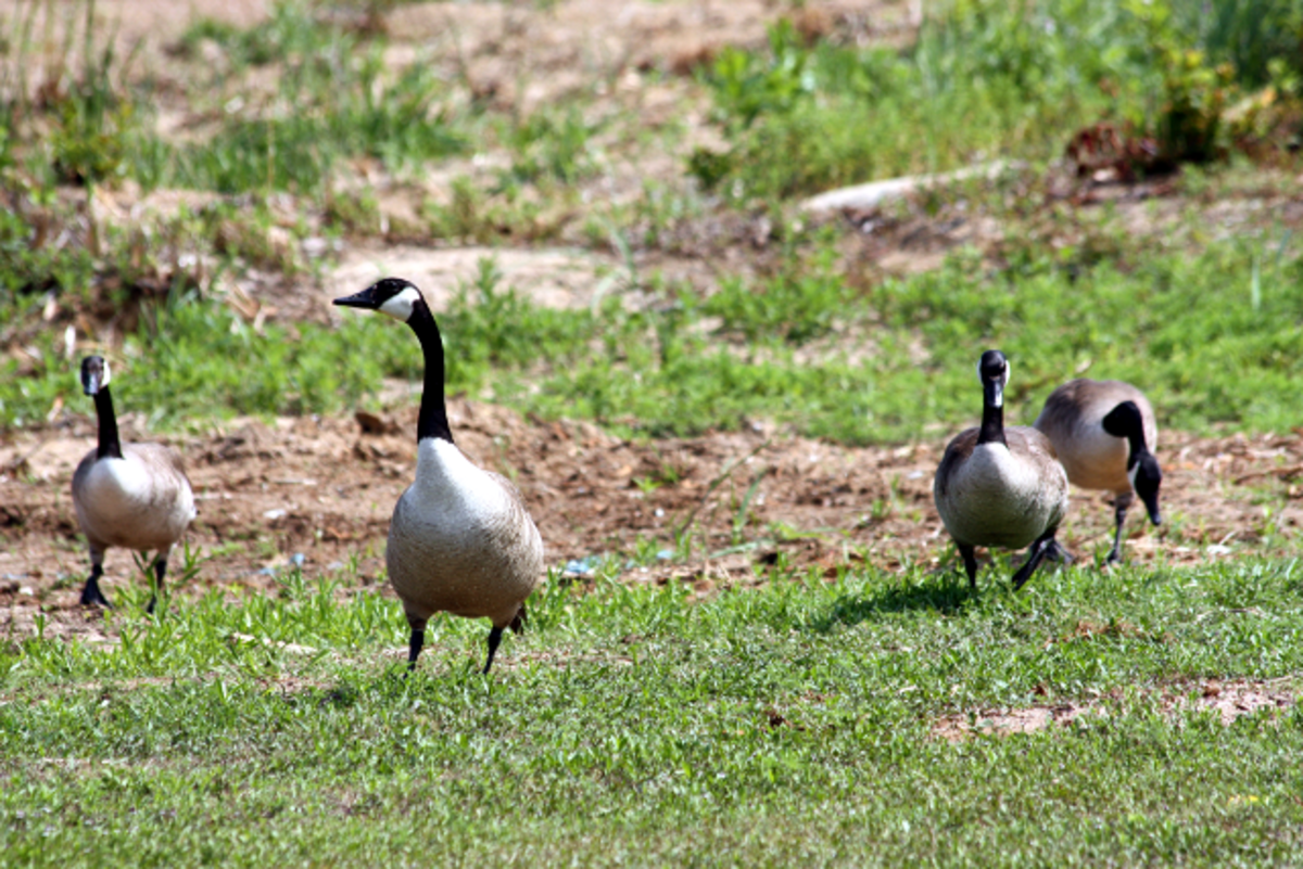 The Canada Goose Facts and Information Owlcation