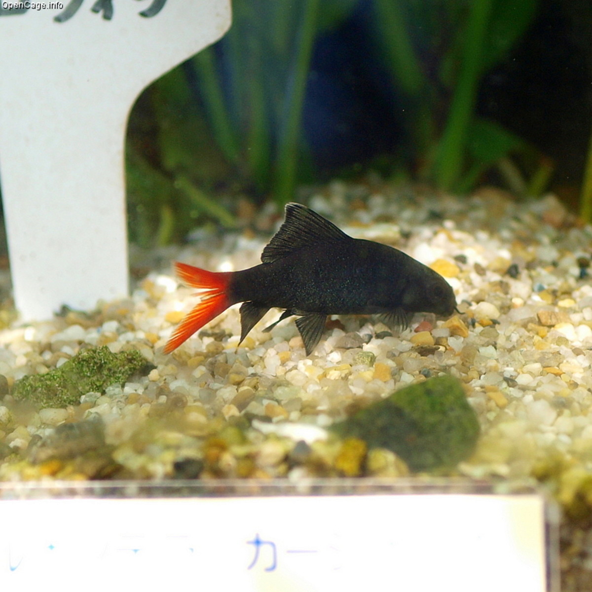 Common Freshwater Sharks for Aquariums PetHelpful