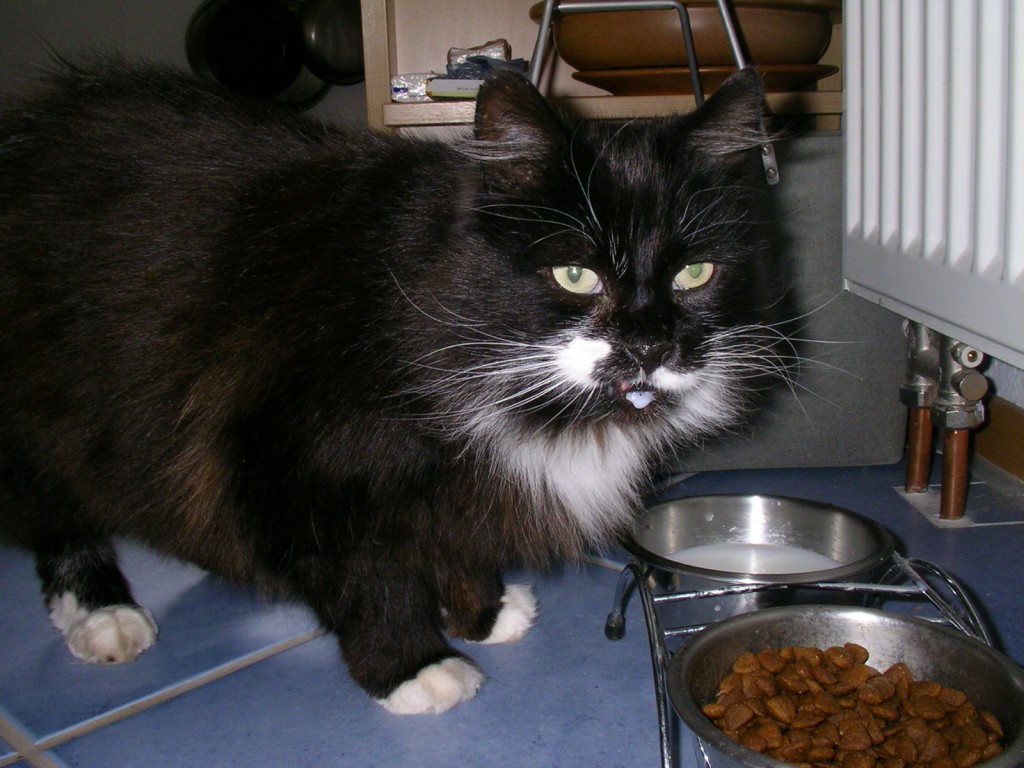 Cats and Kittens Get Upset Stomachs From Drinking Cow's Milk