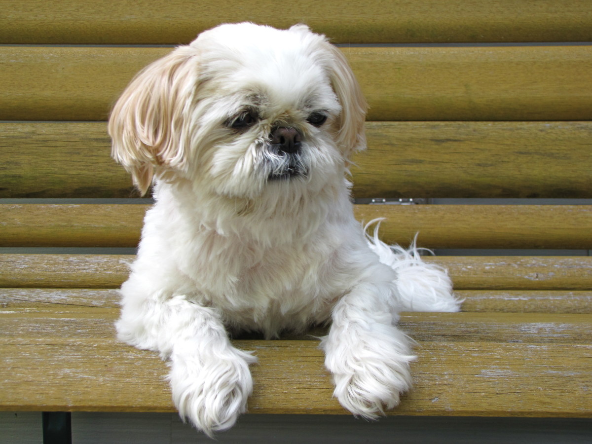 How to Make Homemade Chicken and Rice Dog Treats PetHelpful