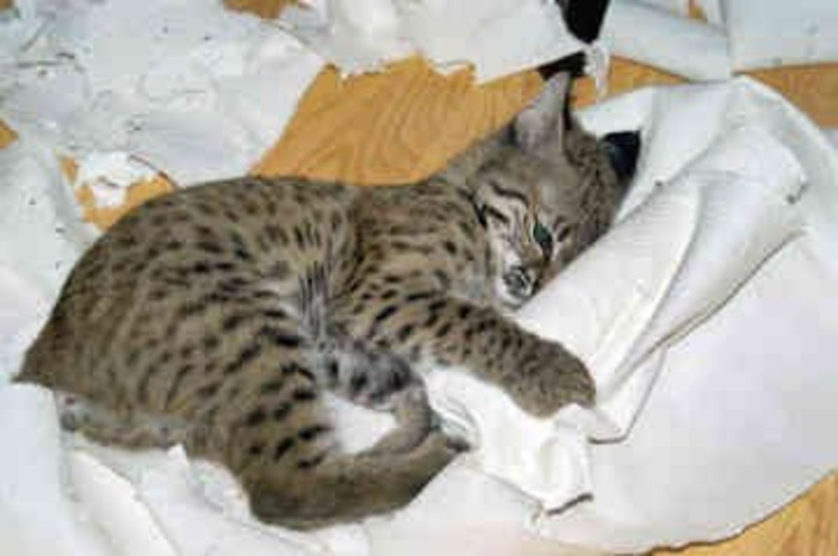 Exotic Pet Care Bobcats as Pets PetHelpful