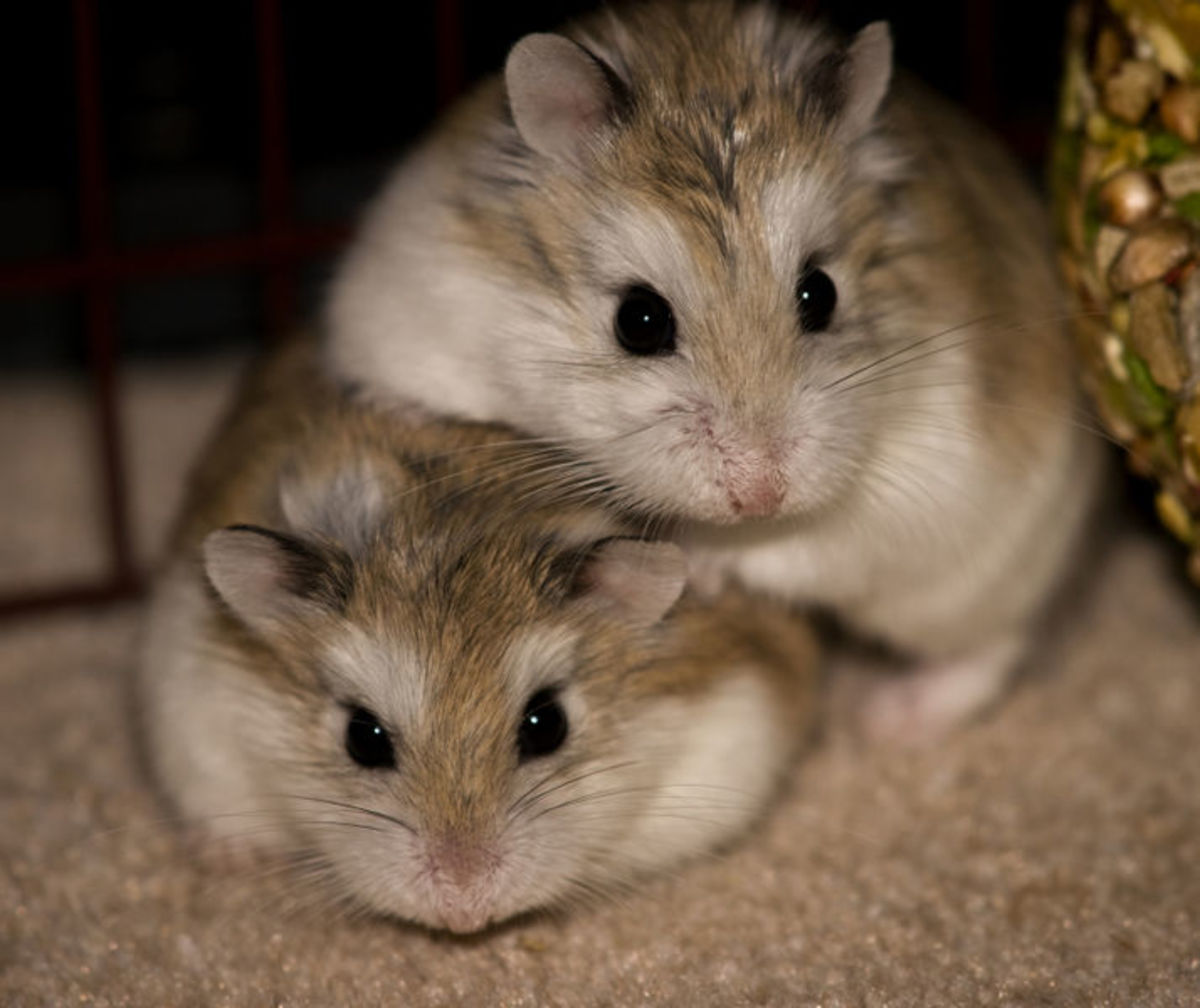 How to Tell When to Separate Aggressive Hamsters HubPages