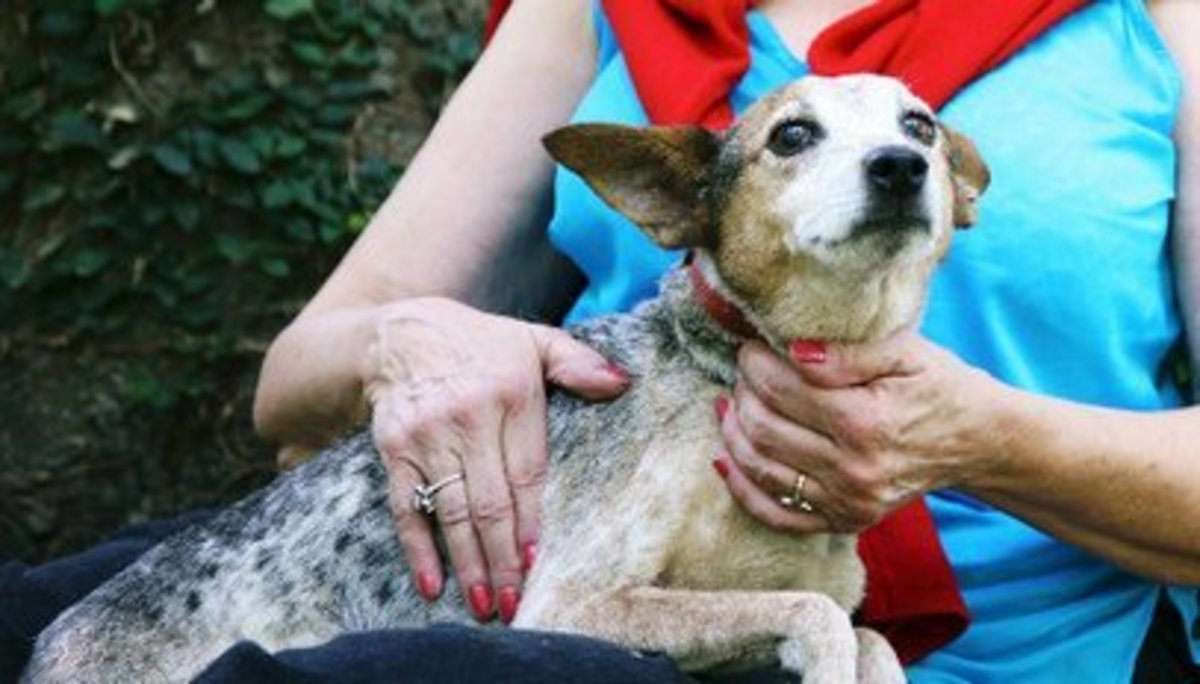 Exercise Options and Advice for Feists PetHelpful