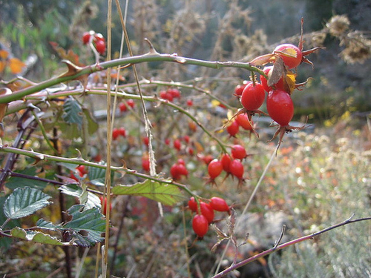The rose flower; pictures, structure, bush, symbolism, uses and tattoos
