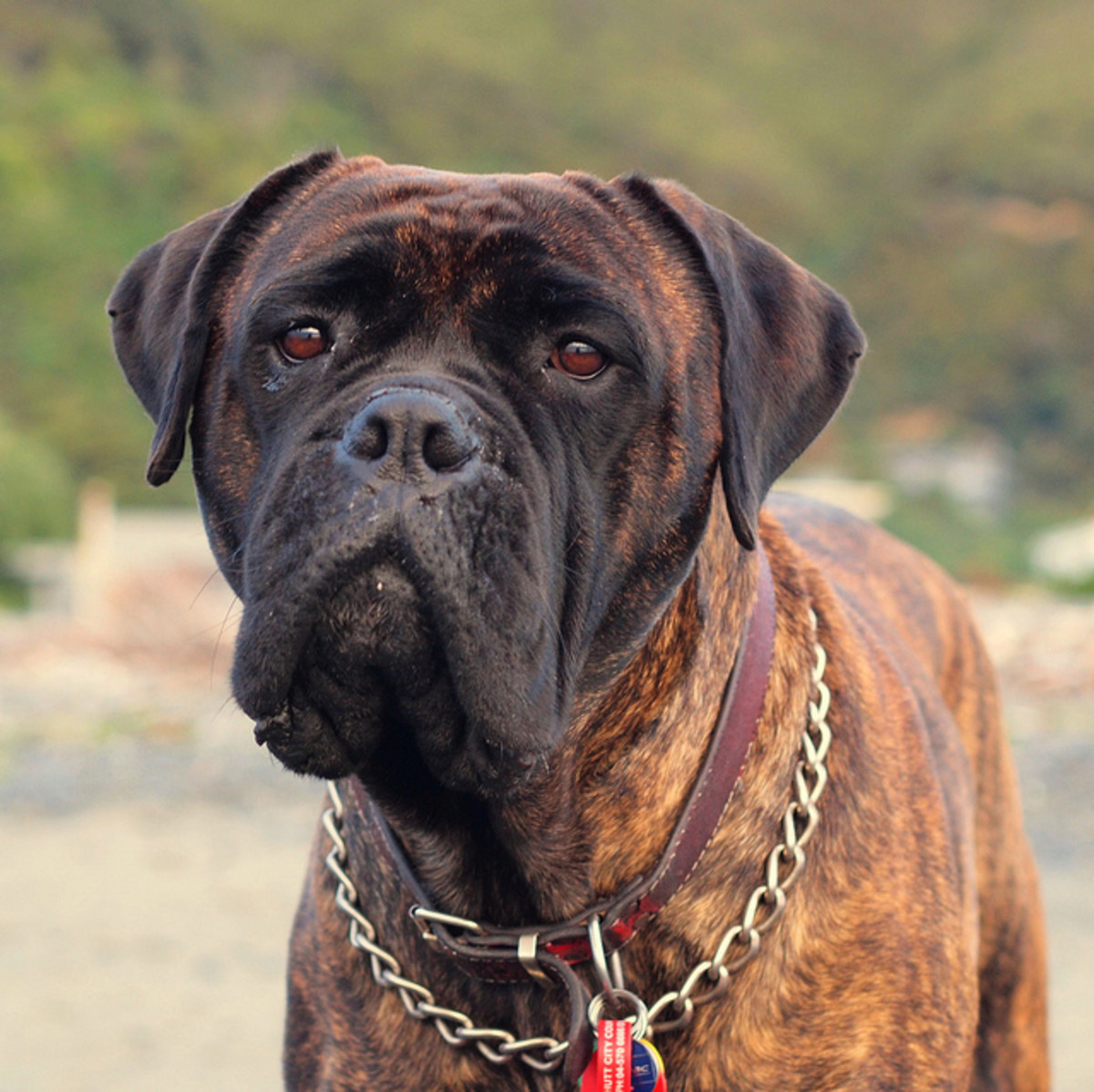 Five Large Dog Breeds For Tough Guys PetHelpful