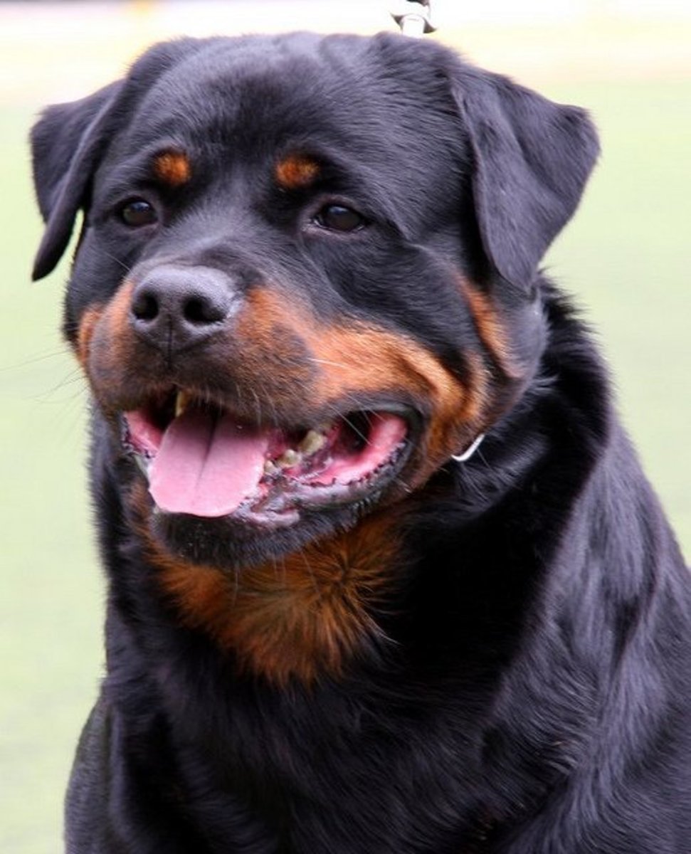 Five Large Dog Breeds For Tough Guys PetHelpful