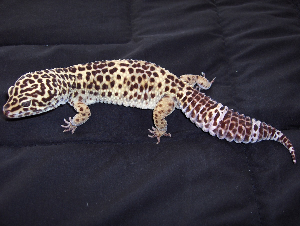 Leopard Gecko Size Age Chart