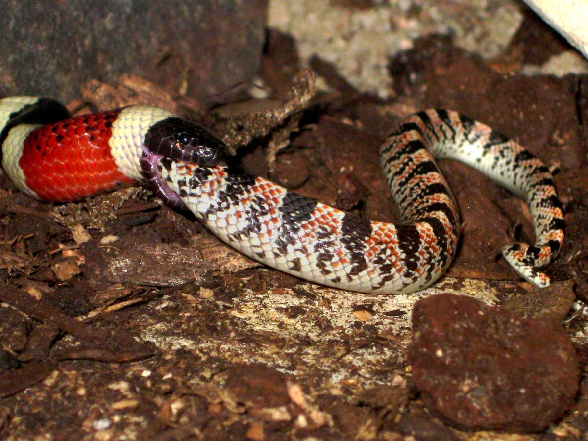 Frequently Asked Questions (FAQs) About Snakes Owlcation