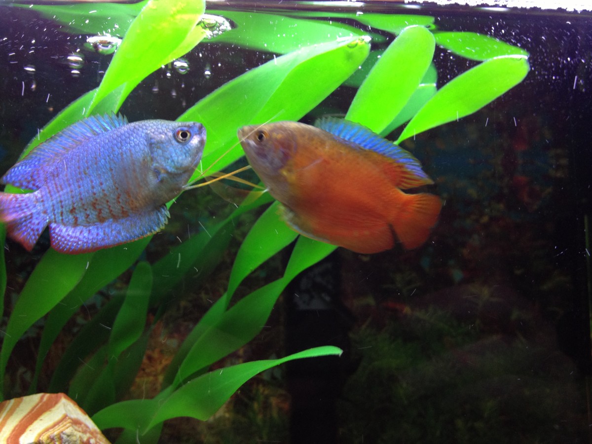 How to Wash Fish Tank Plants PetHelpful