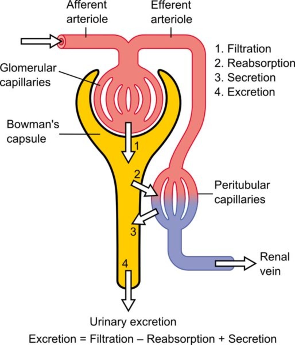 The Urinary System Nephron & Urine Formation Owlcation