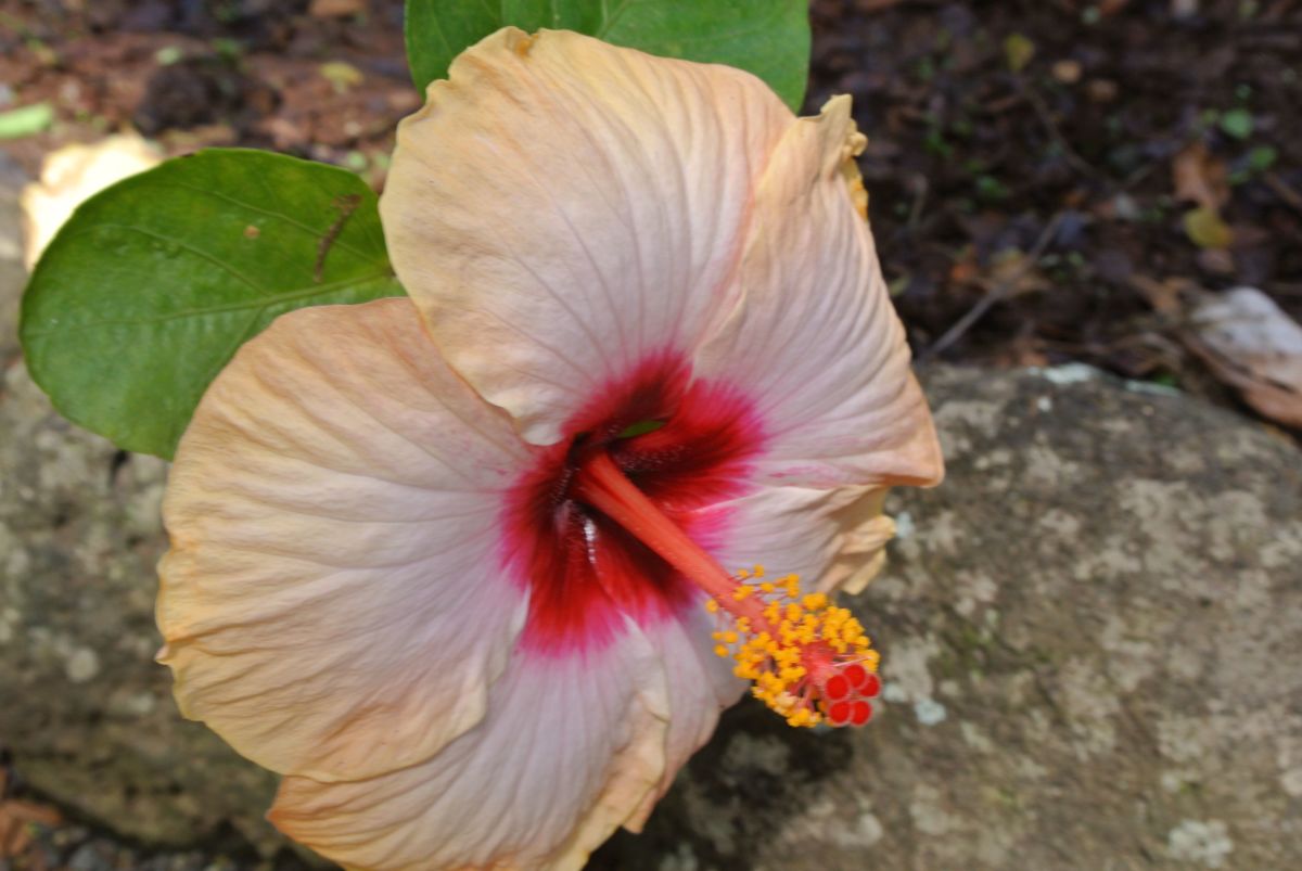 Waimea Falls Park, Arboretum and Botanical Gardens Things to do on Oahu, Hawaii WanderWisdom