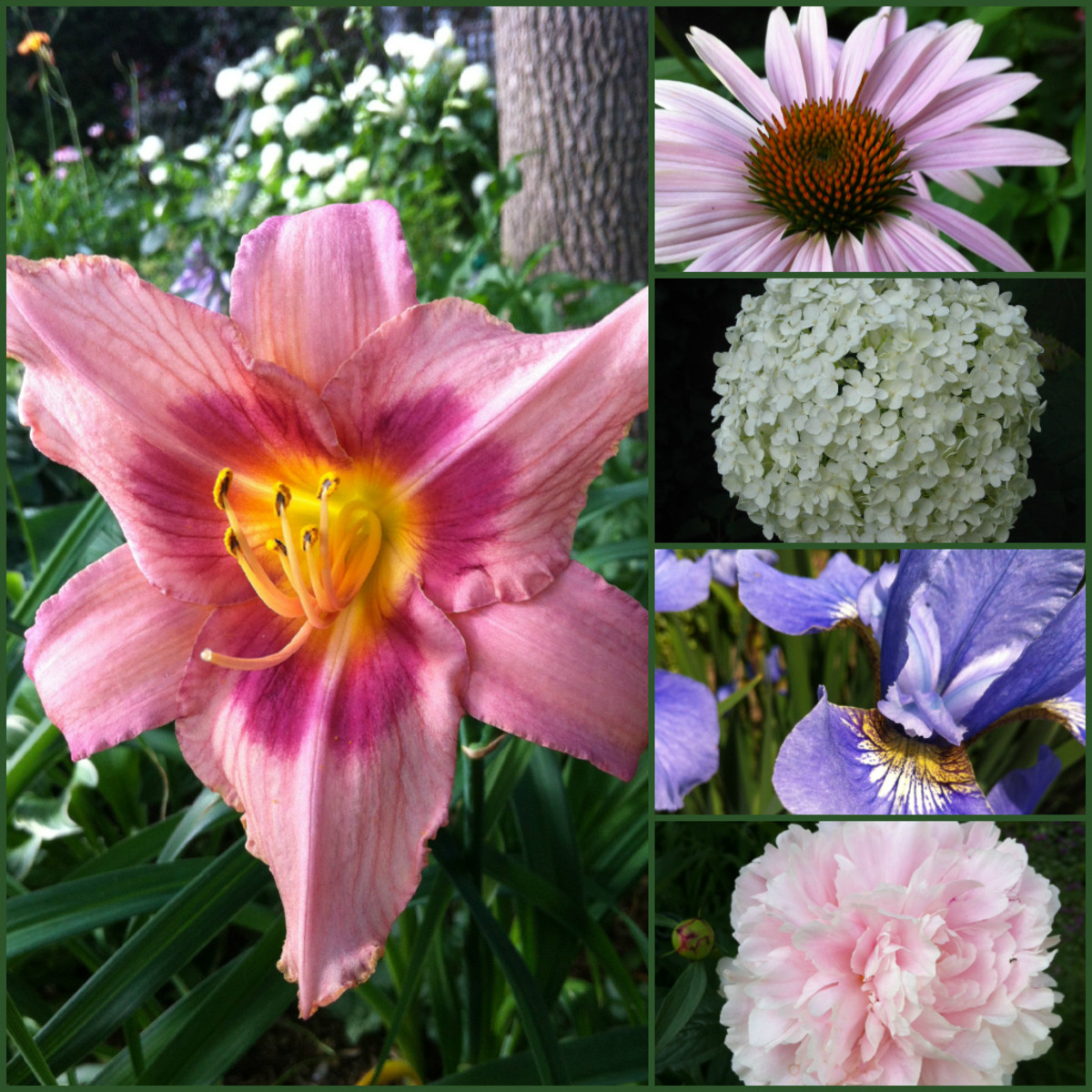 Top LowMaintenance Perennials With Beautiful Flowers Dengarden