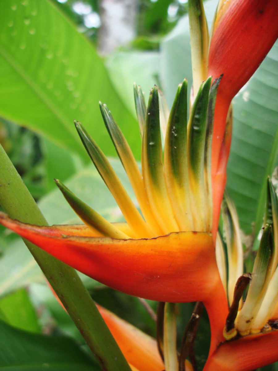 Exotic Flower Photos from Costa Rica WanderWisdom
