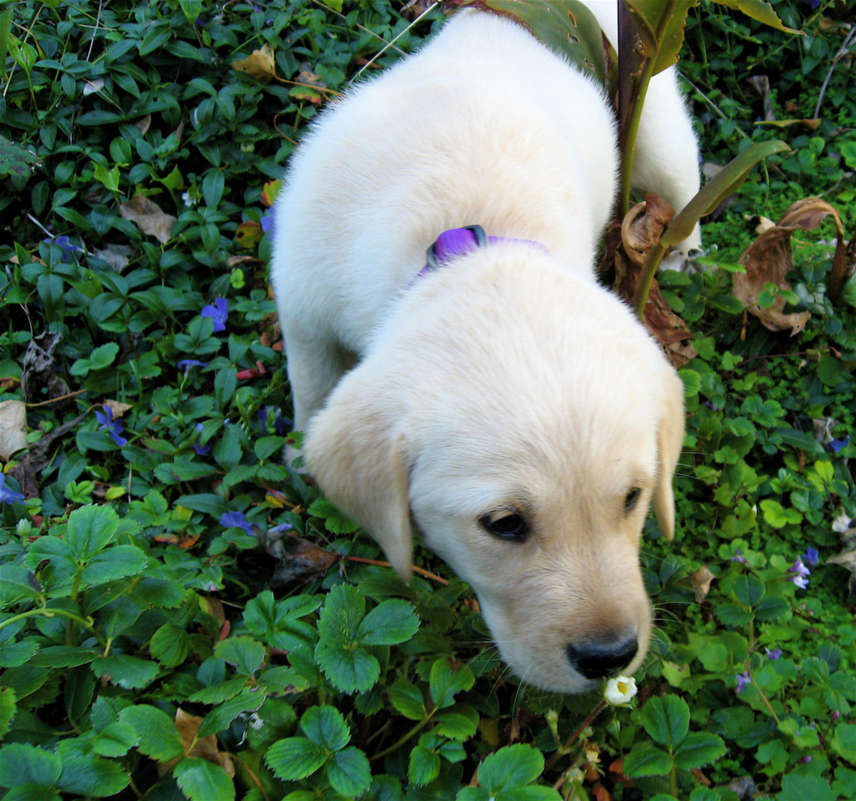 Understanding how the five senses work in your dog HubPages