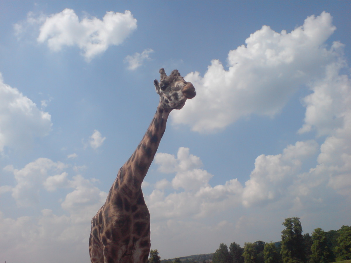 How the giraffe got its long neck Science News