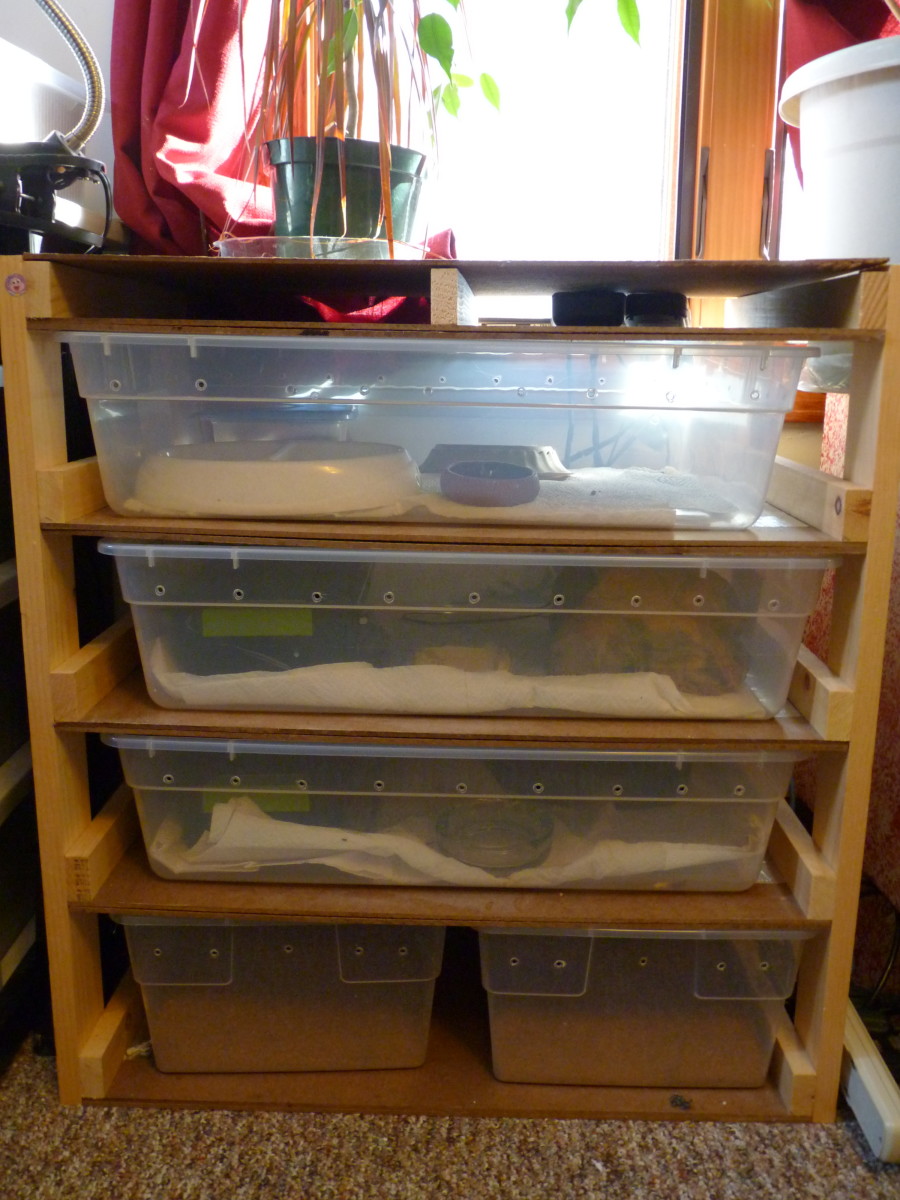 How to House a Pet Leopard Gecko HubPages