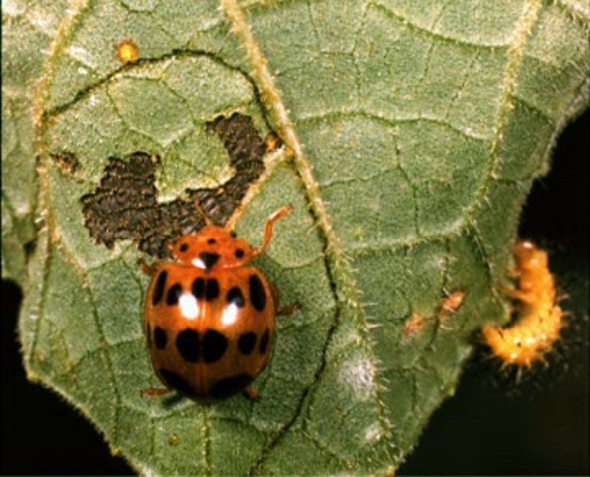 Attracting Ladybugs to your garden