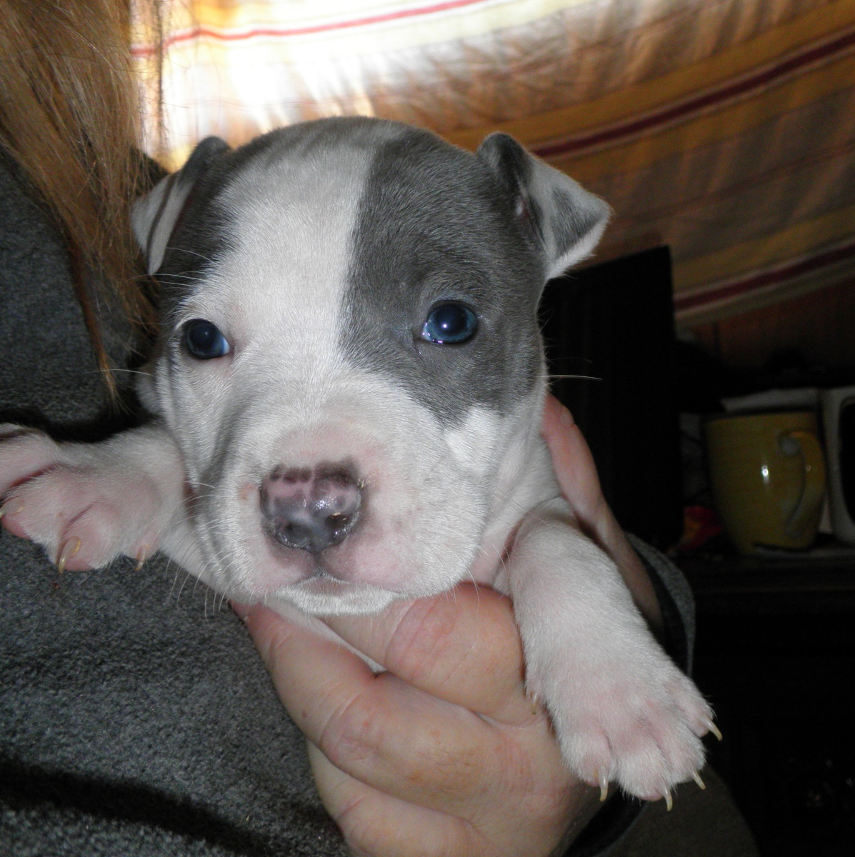 American Staffordshire Pit Bull Terrier Puppies PetHelpful