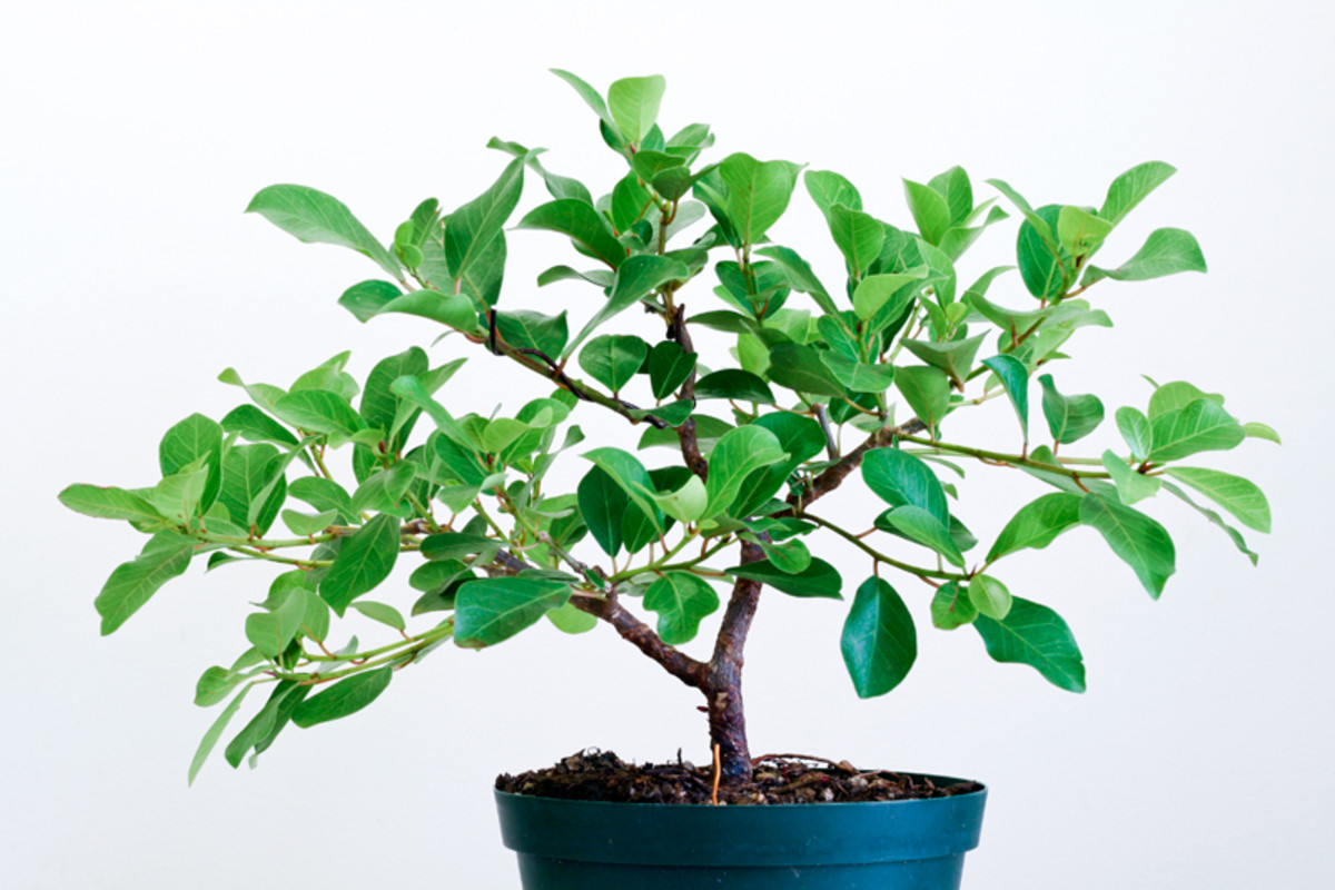 How to Grow Bonsai Trees from Cuttings HubPages