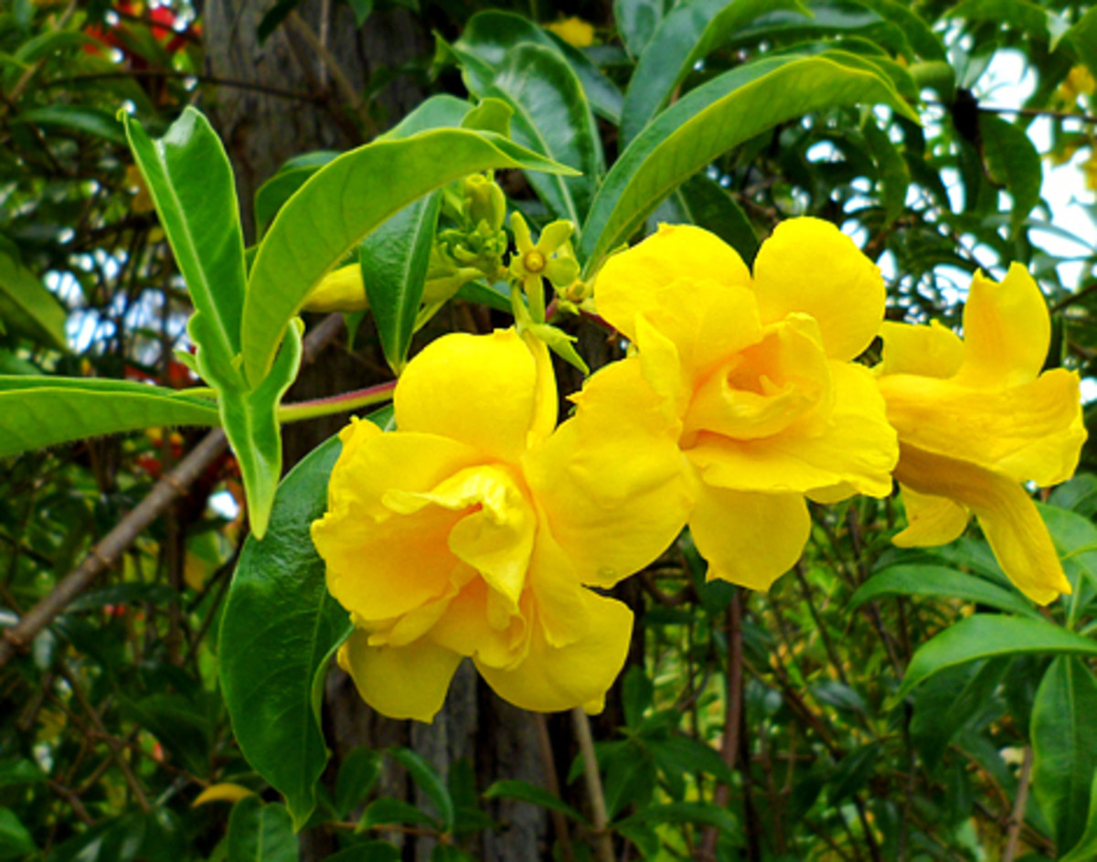 Photo Gallery Garden of Eden HubPages