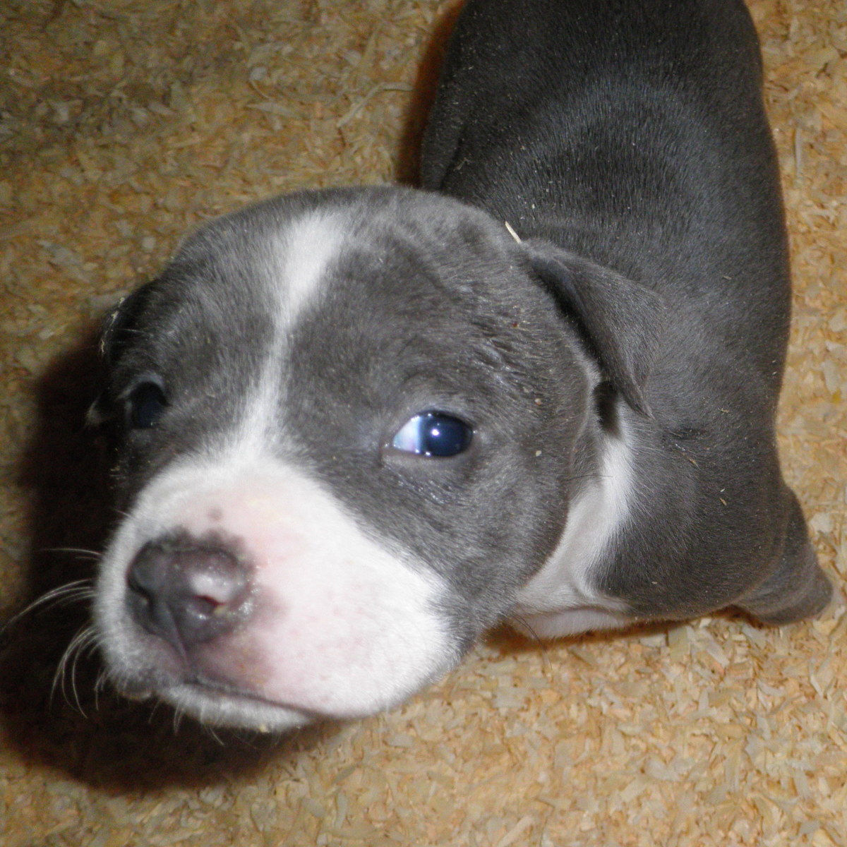 American Staffordshire Pit Bull Terrier Puppies PetHelpful