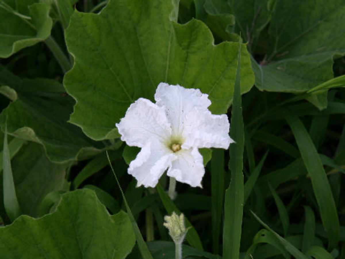 Benefits Of Bottle Gourd HubPages