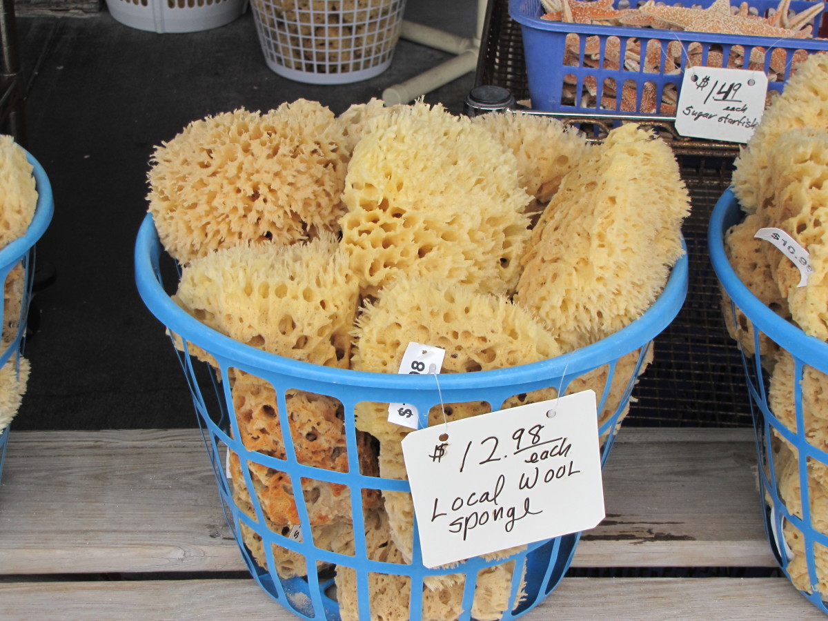 Visiting Tarpon Springs, Florida The Sponge Capital of the World