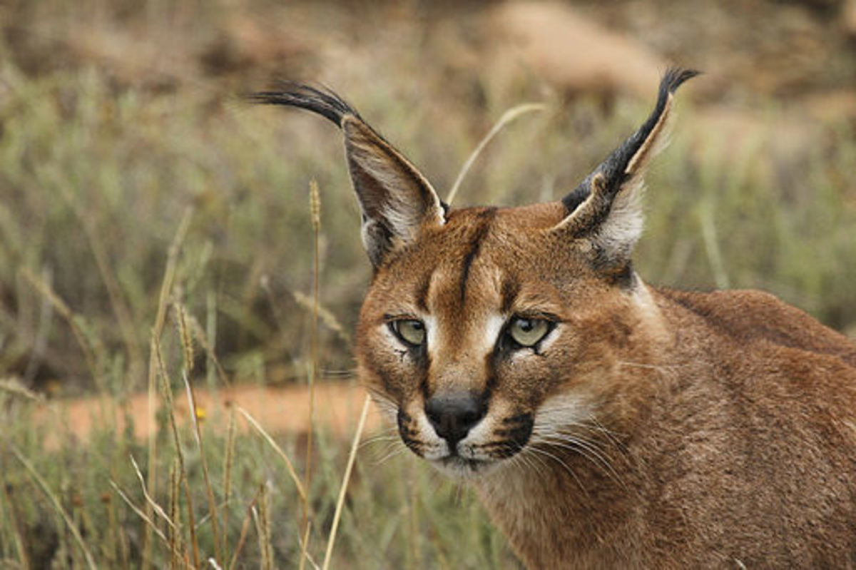 Caracal Adaptations and Facts Owlcation