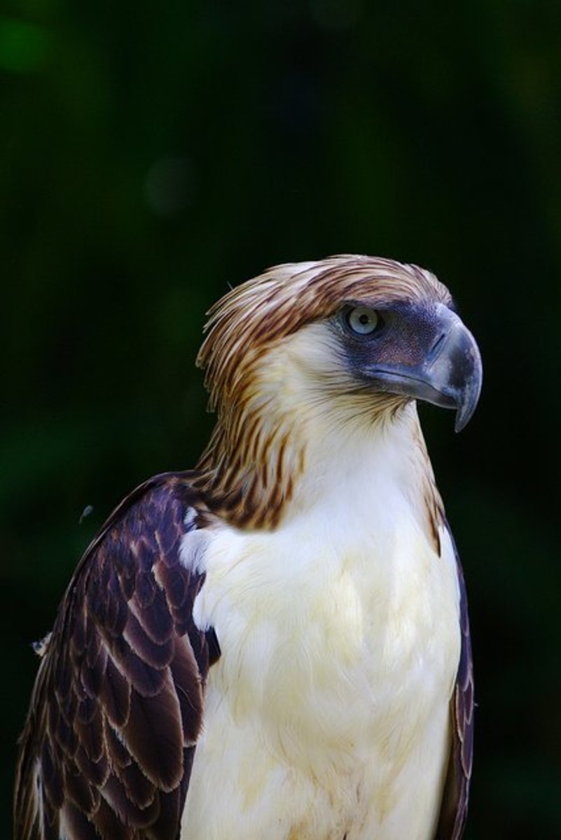 Birds of Prey The Philippine Eagle hubpages