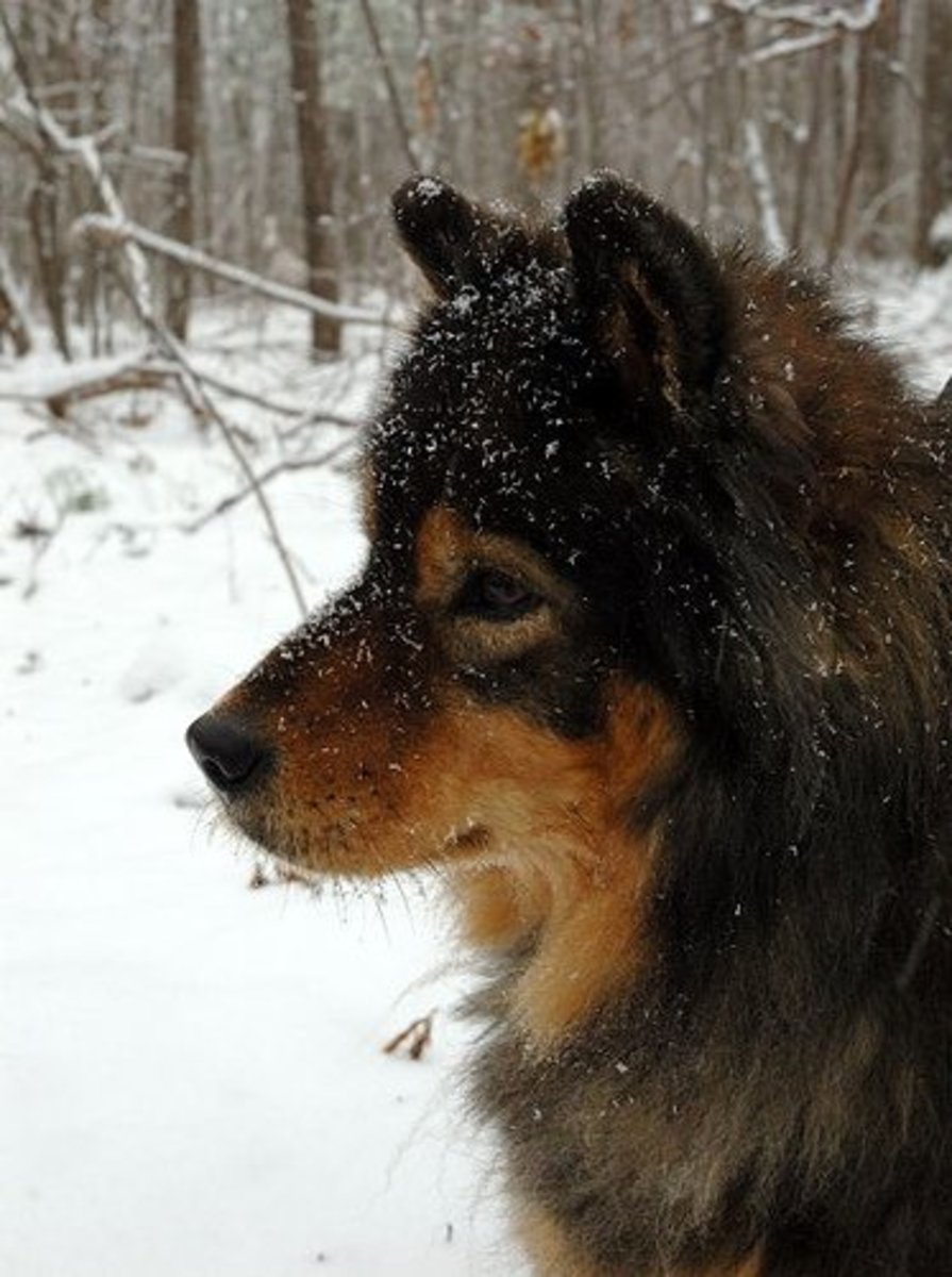 You Can Keep Your Dog Outside PetHelpful