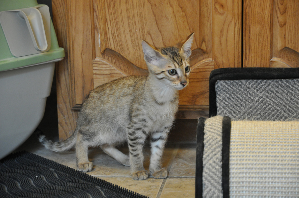 Savannah Cats A Hybrid Domestic Cat PetHelpful