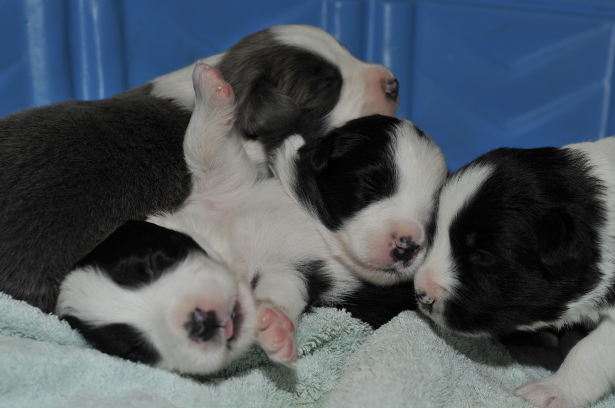 8 Tips to Find a Reputable Dog Breeder PetHelpful