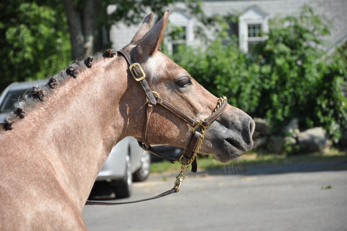 How to Put a Lead Rope on a Horse Owlcation